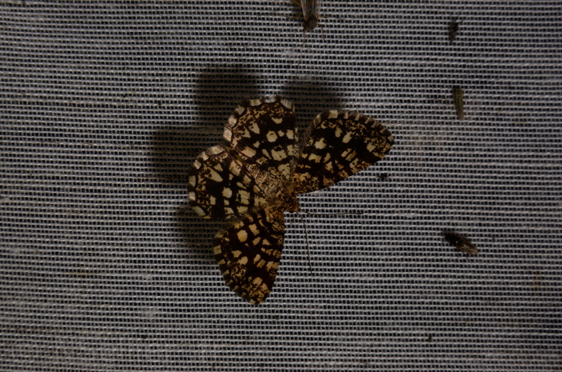 Chasse Aux Papillons - Marais d Yves - 06-09-2016 - Chiasmia clathrata (107).JPG