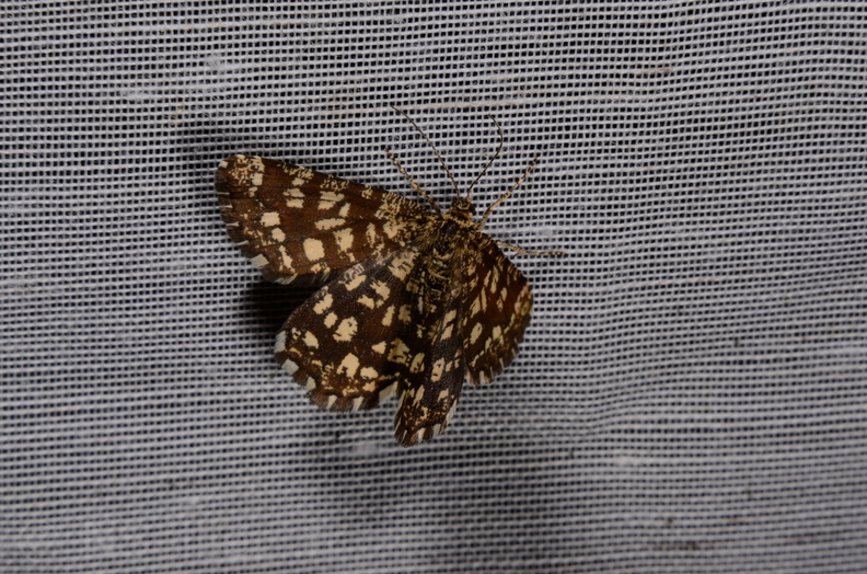 Chasse Aux Papillons - Marais d Yves - 06-09-2016 - Chiasmia clathrata (108).JPG