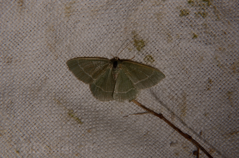 Chasse Aux Papillons - Marais d Yves - 06-09-2016 - Chlorissa cloraria (64).JPG