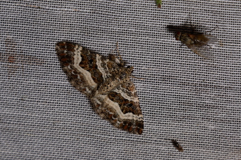 Chasse Aux Papillons - Marais d Yves - 06-09-2016 - Epirrhoe alternata (56).JPG