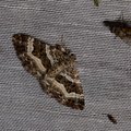 Epirrhoe alternata