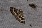 Epirrhoe alternata