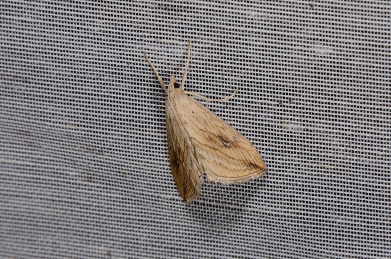 Chasse Aux Papillons - Marais d Yves - 06-09-2016 - Evergestis forficalis (107).JPG