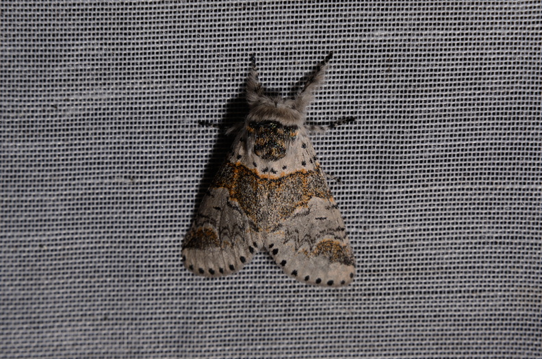 Chasse Aux Papillons - Marais d Yves - 06-09-2016 - Furcula furcula (46).JPG