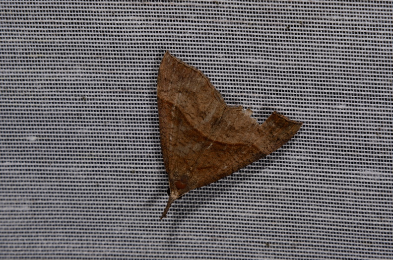 Chasse Aux Papillons - Marais d Yves - 06-09-2016 - Hypena proboscidalis (104).JPG