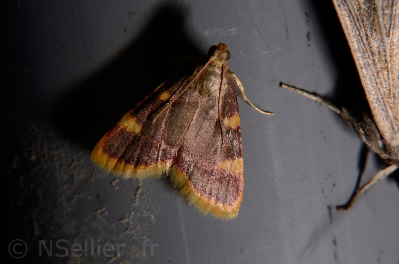 Chasse Aux Papillons - Marais d Yves - 06-09-2016 - Hypsopygia costalis (57).JPG