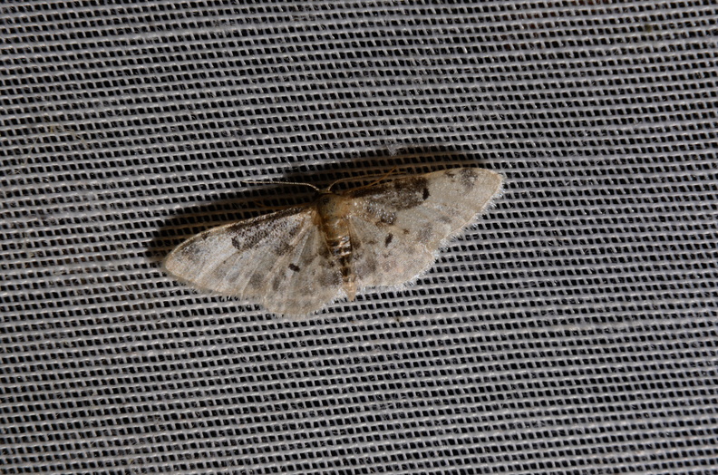 Chasse Aux Papillons - Marais d Yves - 06-09-2016 - Idaea filicata (35).JPG