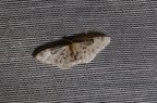 Idaea filicata