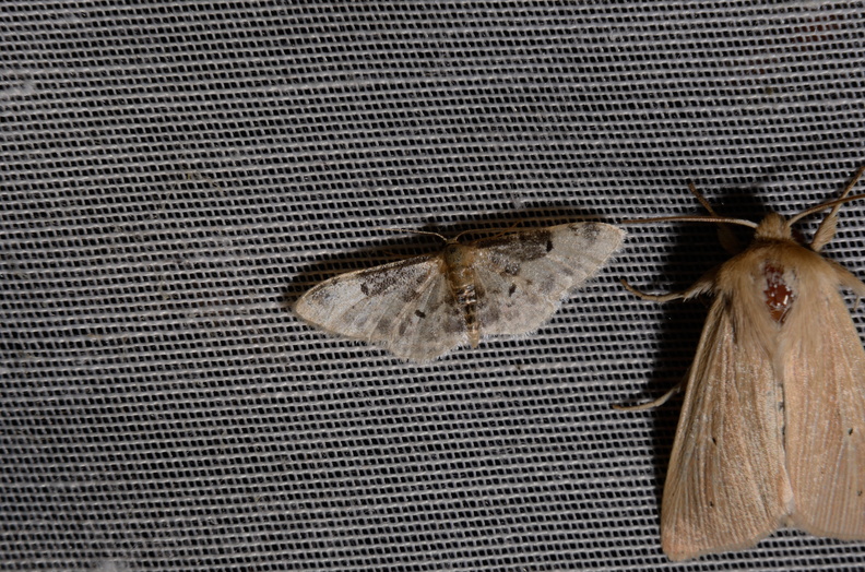 Chasse Aux Papillons - Marais d Yves - 06-09-2016 - Idaea filicata (36).JPG