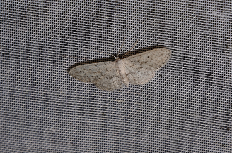 Chasse Aux Papillons - Marais d Yves - 06-09-2016 - Idaea seriata (32).JPG