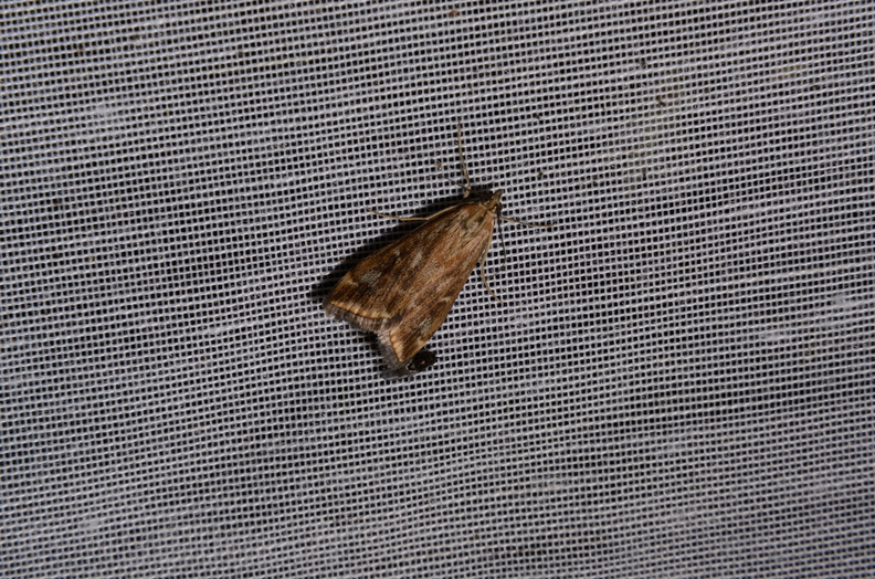 Chasse Aux Papillons - Marais d Yves - 06-09-2016 - Loxostege sticticalis (67).JPG