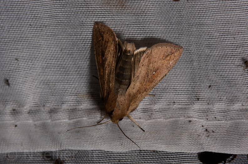 Chasse Aux Papillons - Marais d Yves - 06-09-2016 - Mythimna unipuncta (84).JPG