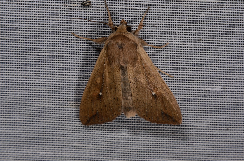 Chasse Aux Papillons - Marais d Yves - 06-09-2016 - Mythimna unipuncta (114).JPG