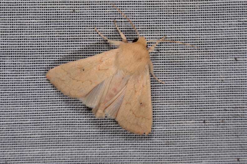Chasse Aux Papillons - Marais d Yves - 06-09-2016 - Mythimna vitellina (113).JPG