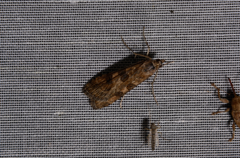 Chasse Aux Papillons - Marais d Yves - 06-09-2016 - Nomophila noctuella (74).JPG