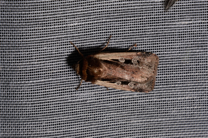 Chasse Aux Papillons - Marais d Yves - 06-09-2016 - Ochropleura plecta (6).JPG