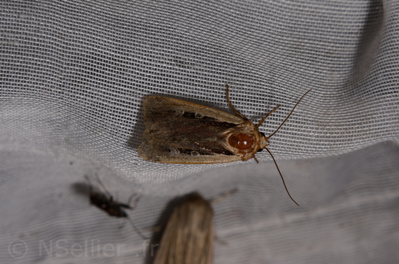 Chasse Aux Papillons - Marais d Yves - 06-09-2016 - Ochropleura plecta (79).JPG