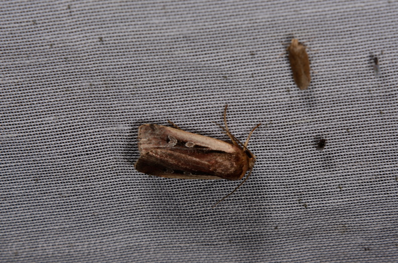 Chasse Aux Papillons - Marais d Yves - 06-09-2016 - Ochropleura plecta (111).JPG