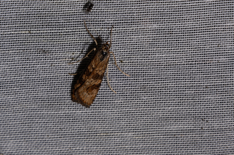 Chasse Aux Papillons - Marais d Yves - 06-09-2016 - Nomophila noctuella (65).JPG