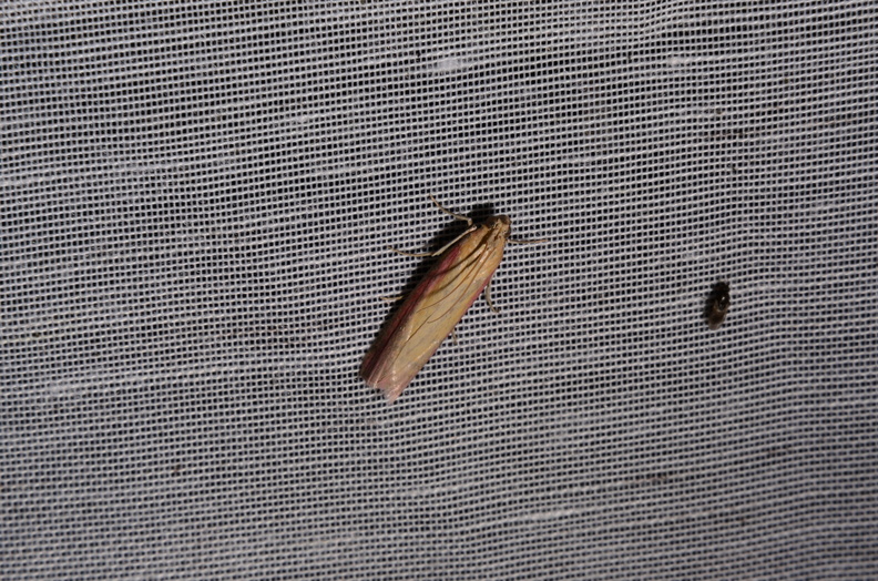 Chasse Aux Papillons - Marais d Yves - 06-09-2016 - Oncocera semirubella (66).JPG