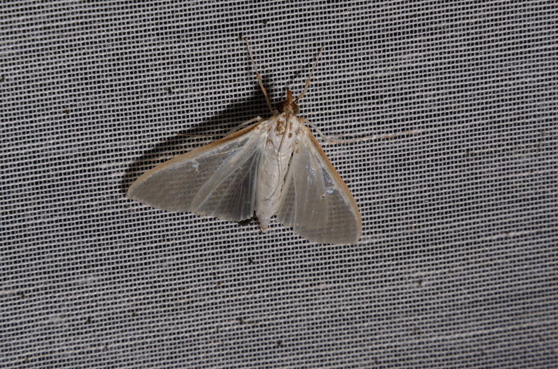 Chasse Aux Papillons - Marais d Yves - 06-09-2016 - Palpita vitrealis (8).JPG