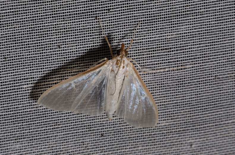 Chasse Aux Papillons - Marais d Yves - 06-09-2016 - Palpita vitrealis (9).JPG