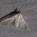 Palpita vitrealis
