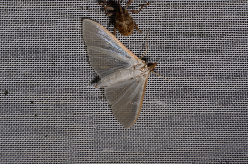 Chasse Aux Papillons - Marais d Yves - 06-09-2016 - Palpita vitrealis (43).JPG