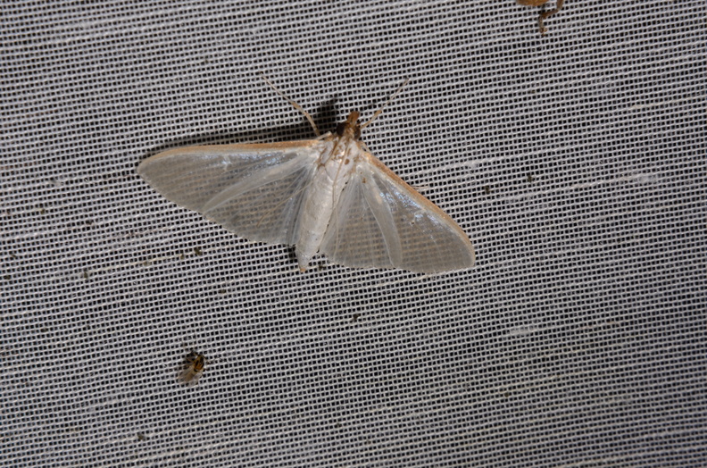 Chasse Aux Papillons - Marais d Yves - 06-09-2016 - Palpita vitrealis (63).JPG
