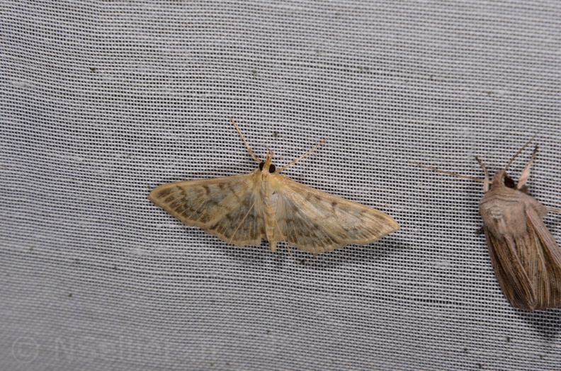 Chasse Aux Papillons - Marais d Yves - 06-09-2016 - Patania ruralis (94).JPG