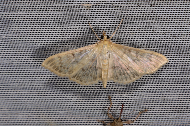 Chasse Aux Papillons - Marais d Yves - 06-09-2016 - Patania ruralis (106).JPG