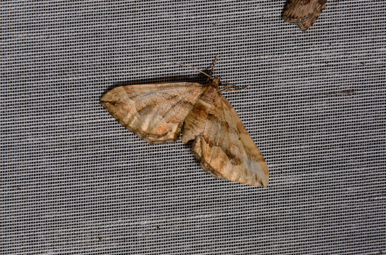 Chasse Aux Papillons - Marais d Yves - 06-09-2016 - Pelurga comitata (49).JPG