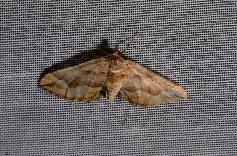 Chasse Aux Papillons - Marais d Yves - 06-09-2016 - Pelurga comitata (76).JPG