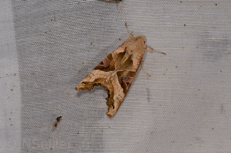 Phlogophora meticulosa