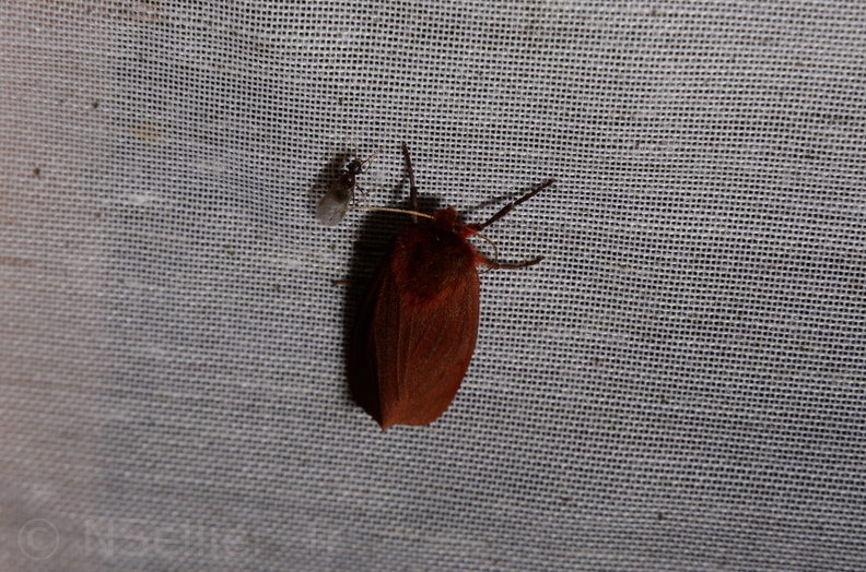 Chasse Aux Papillons - Marais d Yves - 06-09-2016 - Phragmatobia fuliginosa (25).JPG