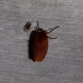 Phragmatobia fuliginosa