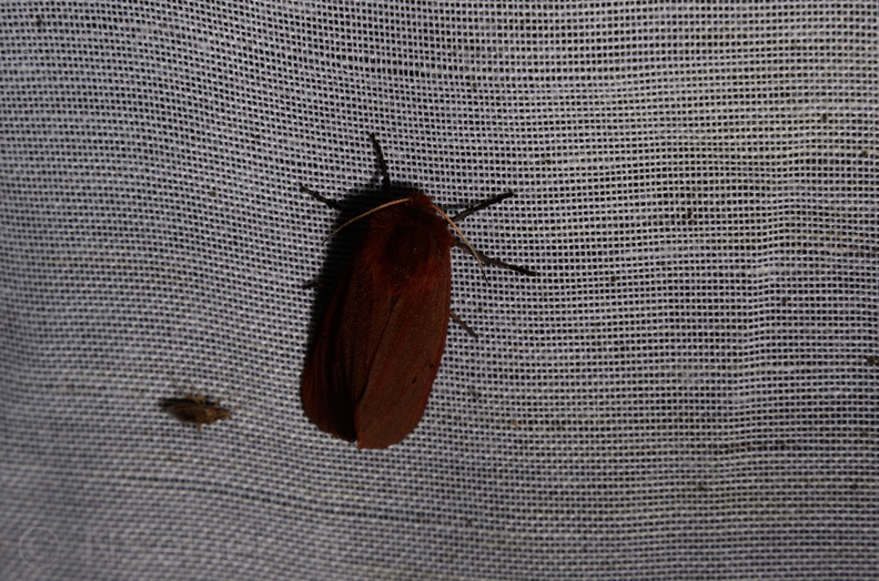 Chasse Aux Papillons - Marais d Yves - 06-09-2016 - Phragmatobia fuliginosa (42).JPG
