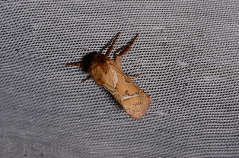 Chasse Aux Papillons - Marais d Yves - 06-09-2016 - Triodia sylvina (77).JPG