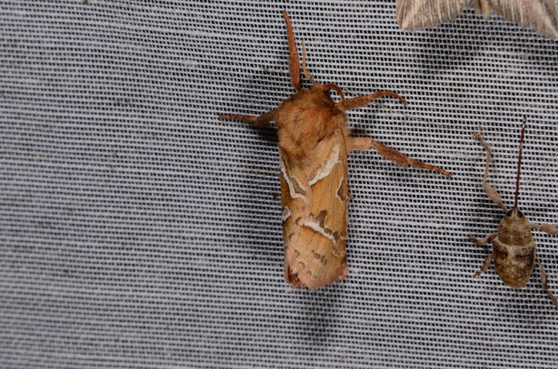 Chasse Aux Papillons - Marais d Yves - 06-09-2016 - Triodia sylvina (105).JPG