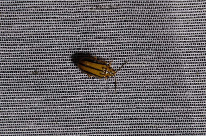 Chasse Aux Papillons - Marais d Yves - 06-09-2016 - Xanthogaleruca luteola (27).JPG