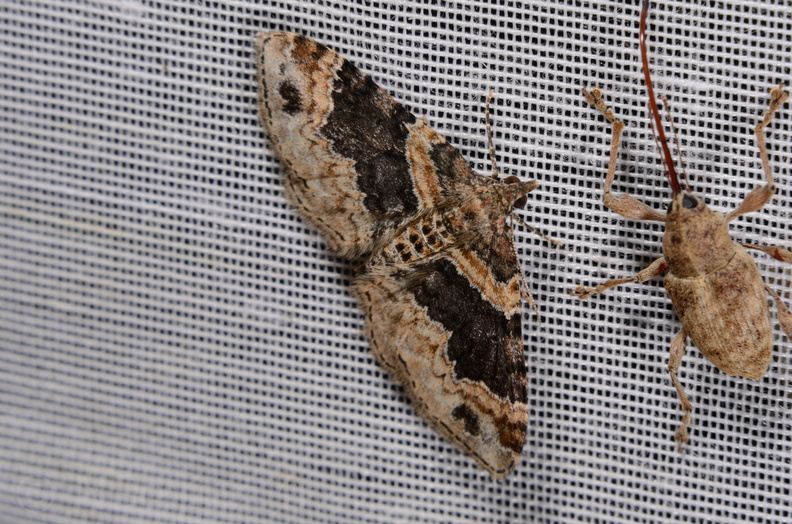 Chasse Aux Papillons - Marais d Yves - 06-09-2016 - Xanthorhoe ferrugata (97).JPG