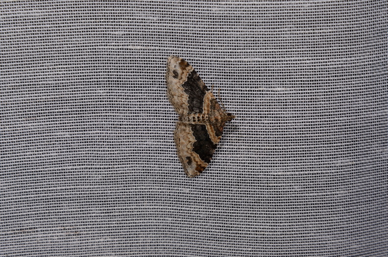 Chasse Aux Papillons - Marais d Yves - 06-09-2016 - Xanthorhoe ferrugata (119).JPG