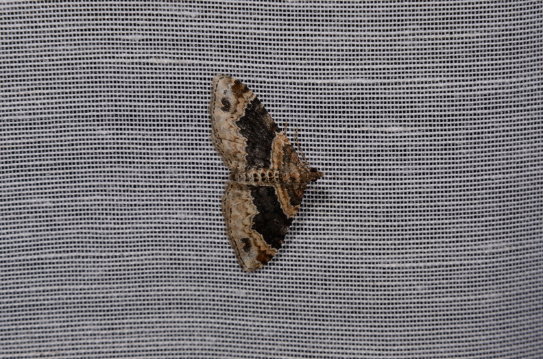 Chasse Aux Papillons - Marais d Yves - 06-09-2016 - Xanthorhoe ferrugata (120).JPG
