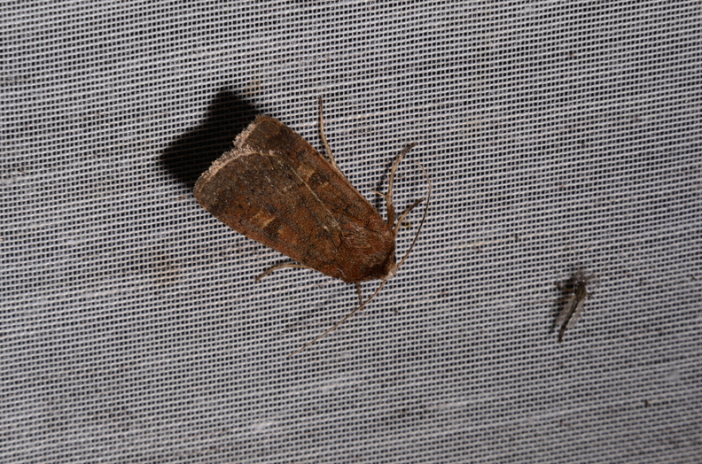 Chasse Aux Papillons - Marais d Yves - 06-09-2016 - Xestia xanthographa (68).JPG