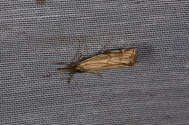 Chasse Aux Papillons - Marais d Yves - 23-06-2017 - Chrysocramboides craterellus (46).jpg