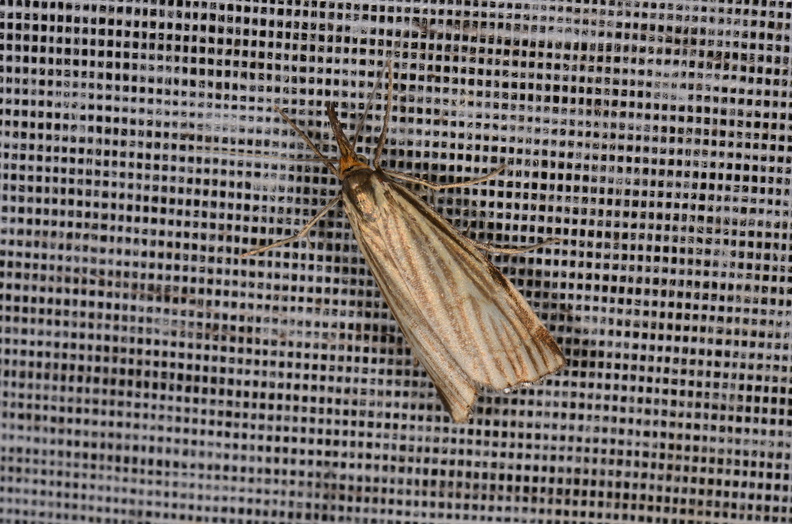 Chasse Aux Papillons - Marais d Yves - 23-06-2017 - Chrysocramboides craterellus (47).jpg