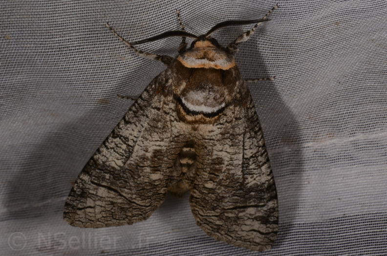 Chasse Aux Papillons - Marais d Yves - 23-06-2017 - Cossus cossus (91).jpg