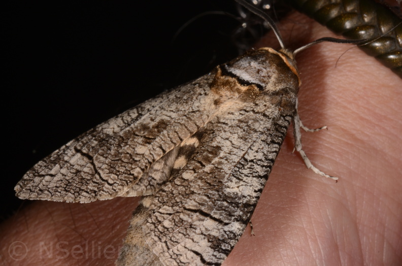 Chasse Aux Papillons - Marais d Yves - 23-06-2017 - Cossus cossus (92).jpg