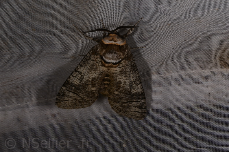 Chasse Aux Papillons - Marais d Yves - 23-06-2017 - Cossus cossus (93).jpg
