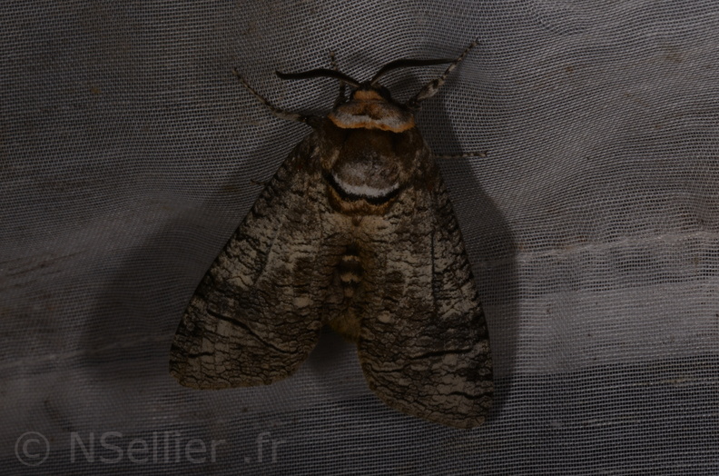 Chasse Aux Papillons - Marais d Yves - 23-06-2017 - Cossus cossus (94).jpg